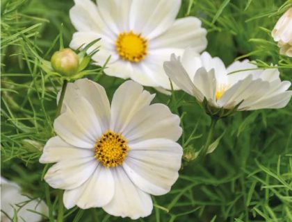 Stolte Kavaler, Kiiro. Hvid