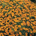 Tagetes tenuifolia Golden Gem Appelsintatetes