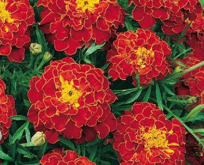 Tagetes Carmen, studenterblomster