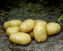 Læggekartoffel Tinca Økologisk, 1,5kg. Middel tidlig. Pillekartoffel / salat / spise. Middeltidlig