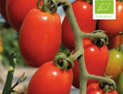 Tomat, kirsebær Monterrey. Økologiske frø.