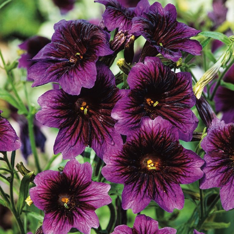 Trompettunge, kew blue