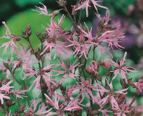 Trævlekrone frø, Silene flos-cuculi