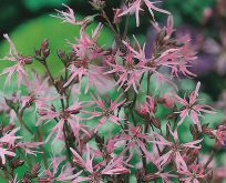 Trævlekrone frø, Lychnis flos-cuculi