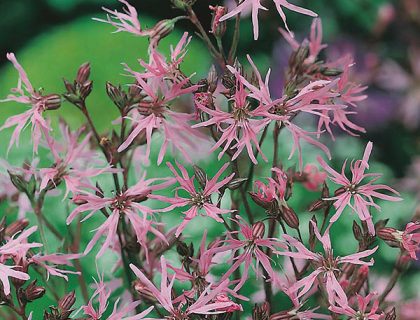 Trævlekrone frø, Lychnis flos-cuculi