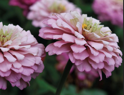 Zinna elegans Rose. Lilla.