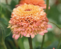 Zinnia Cresto Peachy Pink og færskenfarvet.