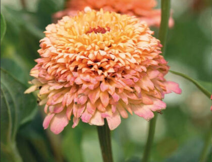 Zinnia Cresto Peachy Pink og færskenfarvet.