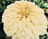 Zinnia Isabellina. Hvid.