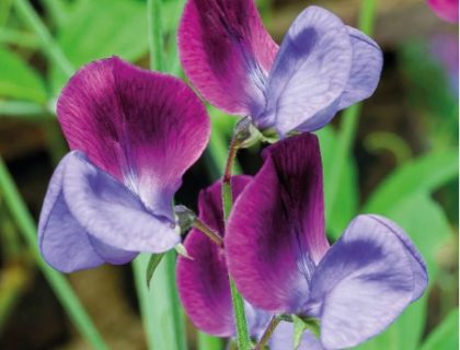 Lathyrus, Ærteblomst, Grandiflora Matucana