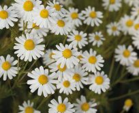 Ager-Gåseurt, Anthemis arvensis