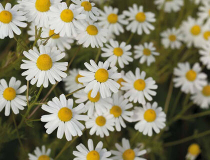 Ager-Gåseurt, Anthemis arvensis