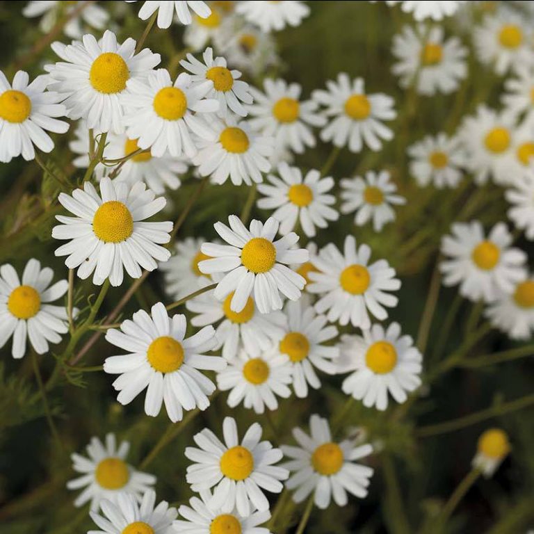 Ager-Gåseurt, Anthemis arvensis