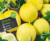 Agurk citron gul, lemonsmag