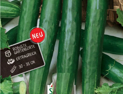 Agurk gergana, frilands salatagurk