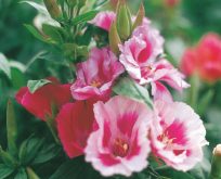Atlaskblomst, silkeskørt, Clarkia amoena Godetia