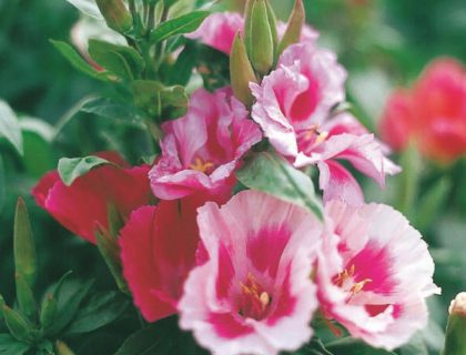 Atlaskblomst, silkeskørt, Clarkia amoena Godetia
