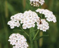 Almindelig røllike, hvid. Achillea millefolium