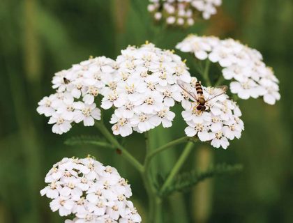 Almindelig røllike, hvid. Achillea millefolium