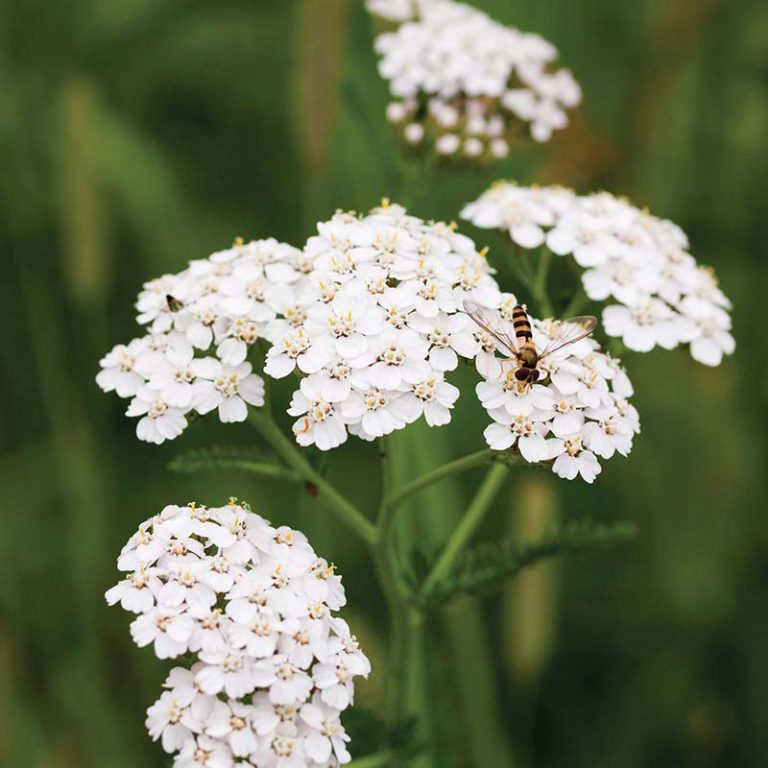 Almindelig røllike, hvid. Achillea millefolium