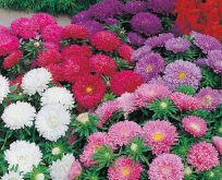 Asters, Colour Carpet Mixed