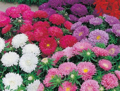 Asters, Colour Carpet Mixed
