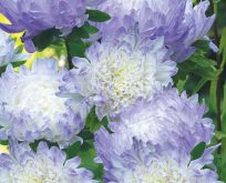 Asters Duchess Blue Ice