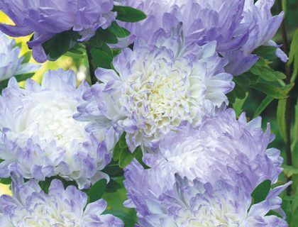 Asters Duchess Blue Ice