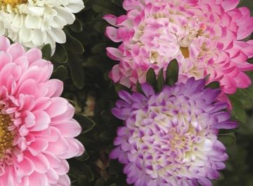 asters matsumoto