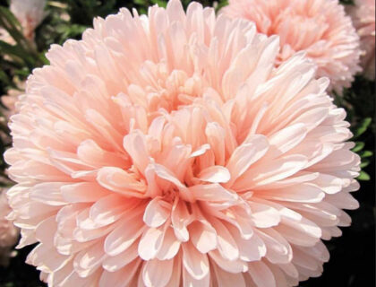 Asters, pion- aprikos Peony Chamois