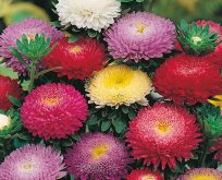 Asters Pompon mix