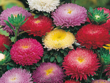 Asters Pompon mix