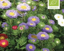 Asters, sommer mix. Økologiske frø