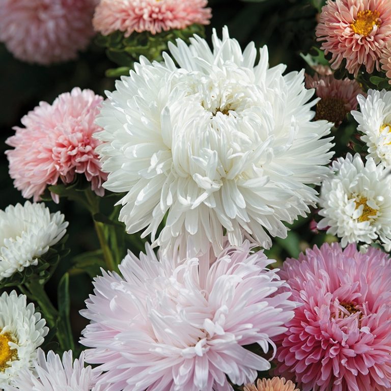 Asters, the roses. Mix af farver.