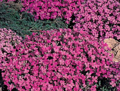 Blåpude, Aubrietia Rich Rose