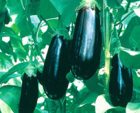 Aubergine Balruoi F1 bedst ydende lilla frugter