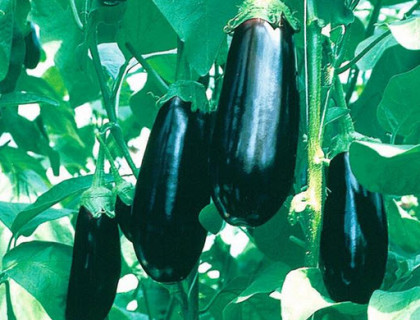 Aubergine Balruoi F1 bedst ydende lilla frugter