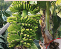 Stor banan frø. Musa x paradisiaca