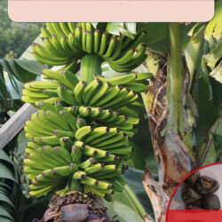 Stor banan frø. Musa x paradisiaca