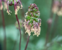 Bibernelle  frø, Sanguisorba minor