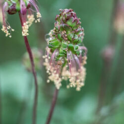 Bibernelle  frø, Sanguisorba minor