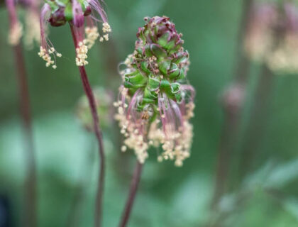 Bibernelle  frø, Sanguisorba minor