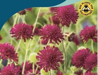 Blåhat, makedonsk, Knautia Macedonica