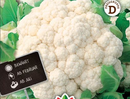 Blomkål, Erfurter. Bola de Neve