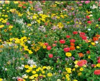 Blomsterfrøblanding til blomsterkasser