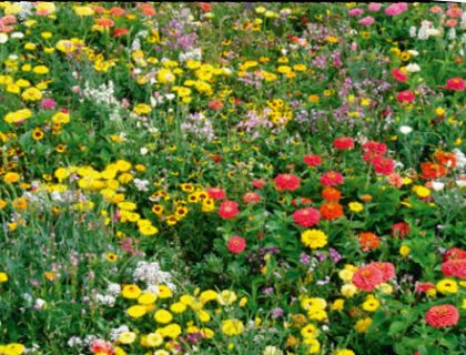 Blomsterfrøblanding til blomsterkasser