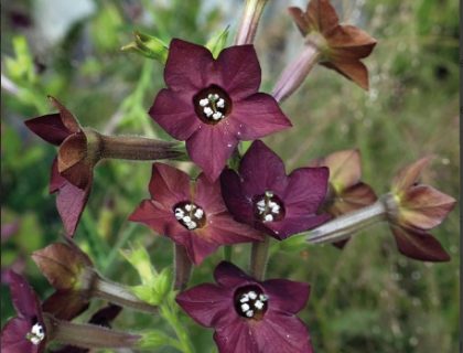 Blomstertobak, Bronze Queen