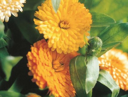 Morgenfrue lav, Fiesta Gitana Calendula