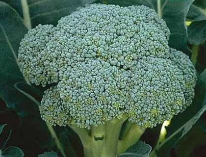 Kål Broccoli Calabrais lang høstperiode