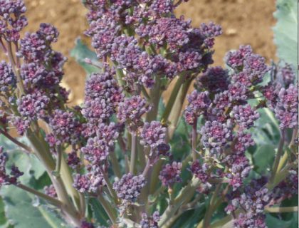 Kål, Broccoli santee F1. Sprouting. Calabrese. Aspargesbroccoli.